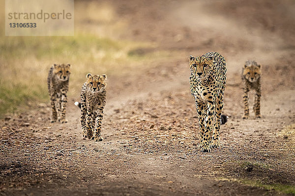 Gepard (Acinonyx jubatus) und drei Jungtiere laufen die Straße entlang  Maasai Mara National Reserve; Kenia