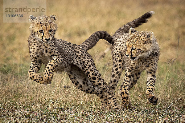 Gepardenjunges (Acinonyx jubatus) springt vor seinem Geschwisterchen weg  Maasai Mara National Reserve; Kenia