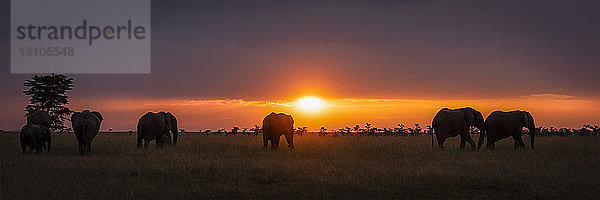 Panorama der afrikanischen Elefanten (Loxodonta africana) bei Sonnenuntergang  Maasai Mara National Reserve; Kenia