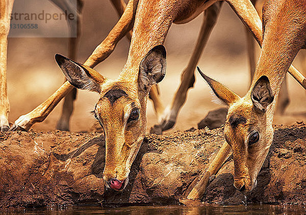 Impalas (Aepyceros melampus) beim Wassertrinken im Mashatu-Wildreservat; Botsuana