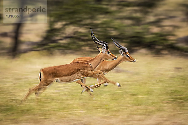 Langsamer Schwenk von zwei männlichen Impalas (Aepyceros melampus) beim Laufen  Maasai Mara National Reserve; Kenia