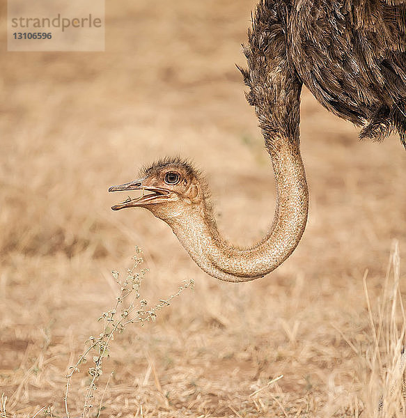 Männlicher Strauß (Struthio camelus)  Ngorongoro-Krater; Tansania