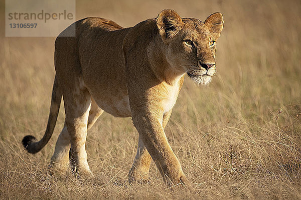 Löwin (Panthera leo) spaziert im Grasland im goldenen Sonnenlicht  Maasai Mara National Reserve; Kenia