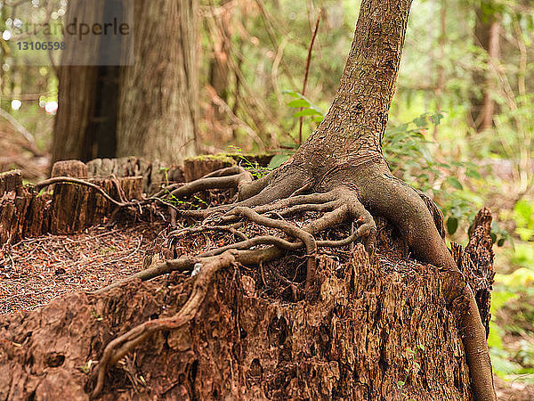 Nahaufnahme der Wurzeln eines Baumes  der auf einem Baumstumpf in einem Regenwald wächst  Heritage Forest; Qualicum Beach  British Columbia  Kanada