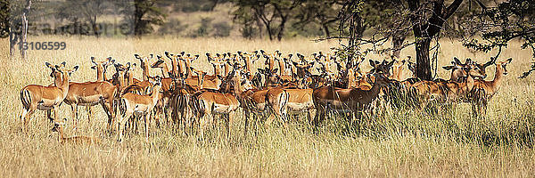 Panorama eines weiblichen Impalas (Aepyceros melampus) im Gras stehend  Maasai Mara National Reserve; Kenia