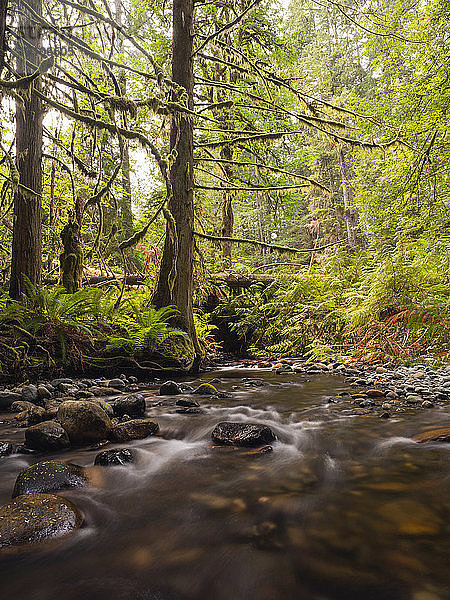 Wald entlang des Nile Creek  in der Nähe von Campbell River; British Columbia  Kanada