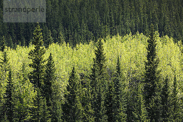 Hellgrüne Laubbäume zwischen dunkelgrünen immergrünen Bäumen in einem Wald  westlich von Turner Valley; Alberta  Kanada