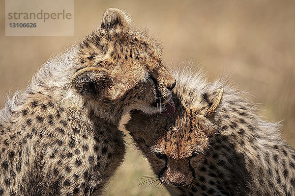 Nahaufnahme eines Gepardenjungen (Acinonyx jubatus)  der ein anderes Junges ableckt  Maasai Mara National Reserve; Kenia