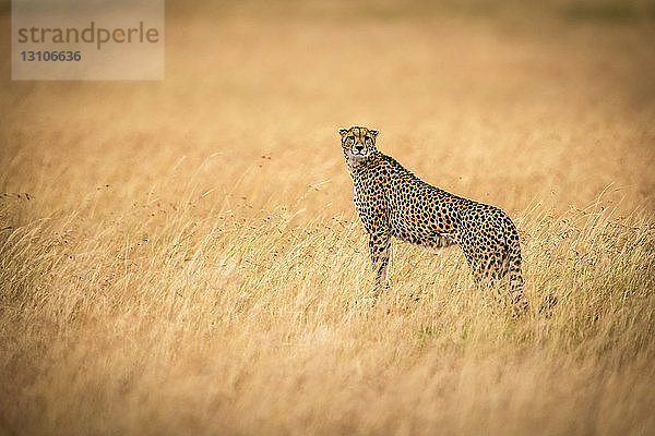 Gepard (Acinonyx jubatus) auf einem Hügel im goldenen Gras stehend  in Richtung Kamera  Maasai Mara National Reserve; Kenia