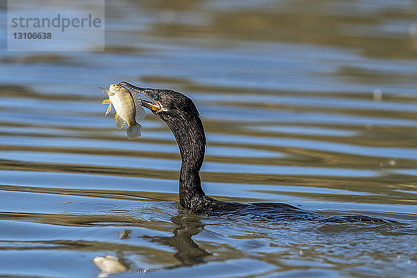 Kormoran (Phalacrocoracidae)  Vogel mit Fisch im Maul  Riparian Preserve at Water Ranch; Gilbert  Arizona  Vereinigte Staaten von Amerika