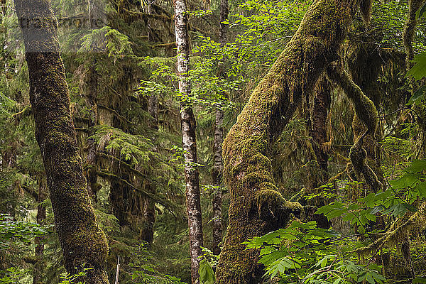 Moosbedeckte Bäume in einem Regenwald; Port Renfrew  British Columbia  Kanada
