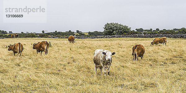 Eine Kuhherde weidet auf einer Wiese; Headford  Grafschaft Galway  Irland