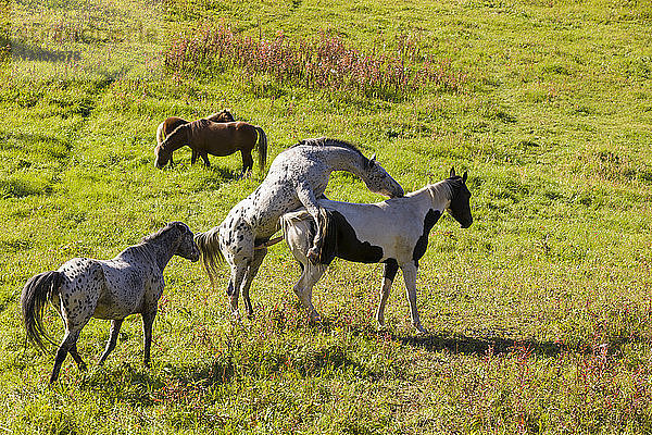 Pferde (Equus ferus caballus) grasen und paaren sich in einem üppigen Grasfeld im Licht der späten Nachmittagssonne; Palmer  Alaska  Vereinigte Staaten von Amerika