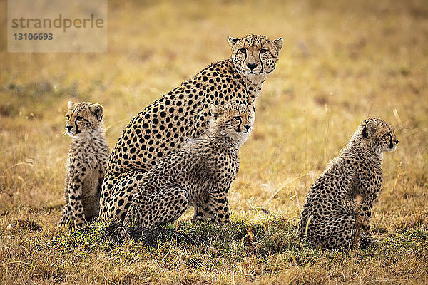 Gepard (Acinonyx jubatus) sitzt mit drei Jungtieren im Gras  Maasai Mara National Reserve; Kenia