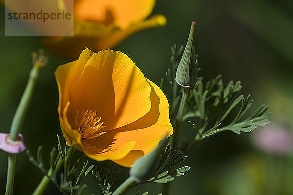 Blühender Kalifornischer Mohn (Eschscholzia californica) in einem Garten; Astoria  Oregon  Vereinigte Staaten von Amerika