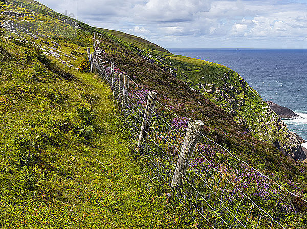 Grasfelder und Wildblumen mit einem Zaun an den Hängen entlang der Küste Irlands; County Kerry  Irland