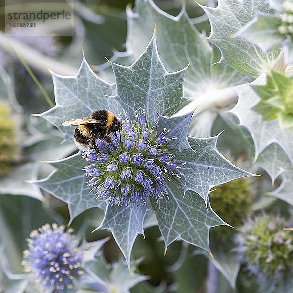 Biene sammelt Pollen von einer blühenden Pflanze; Castlegregory  Grafschaft Kerry  Irland