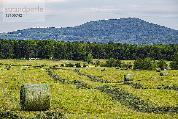 Runde Heuballen auf einem grünen Feld; Shefford  Quebec  Kanada