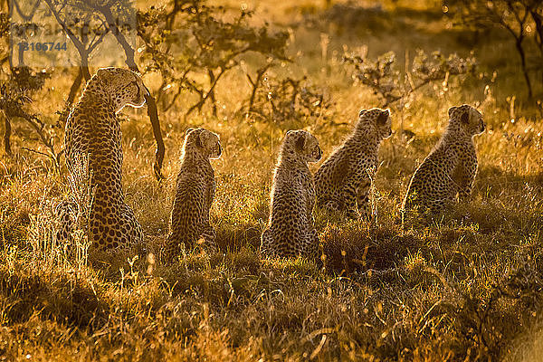Gepard und drei Jungtiere im Gegenlicht bei Sonnenuntergang  Maasai Mara National Reserve; Kenia