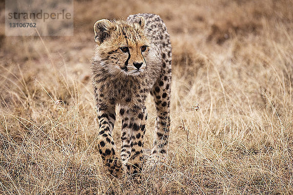 Gepardenjunges (Acinonyx jubatus) läuft im Gras auf die Kamera zu  Maasai Mara National Reserve; Kenia