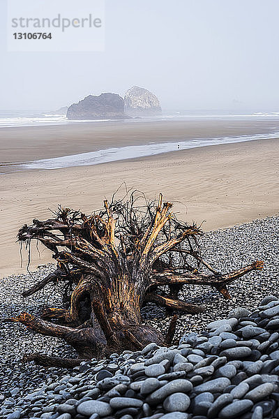 Die Flut ist weit draußen am Arch Cape Beach; Arch Cape  Oregon  Vereinigte Staaten von Amerika