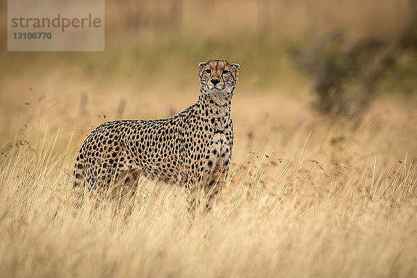 Gepard (Acinonyx jubatus) steht mit erhobenem Kopf im Gras  Maasai Mara National Reserve; Kenia