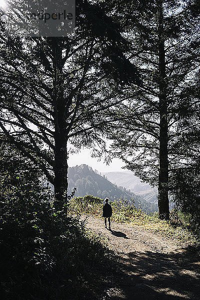 Eine Frau geht bergauf auf einem Pfad in den Bergen zum Sonnenlicht auf dem Berggipfel  Purisima Creek Redwoods; Kalifornien  Vereinigte Staaten von Amerika