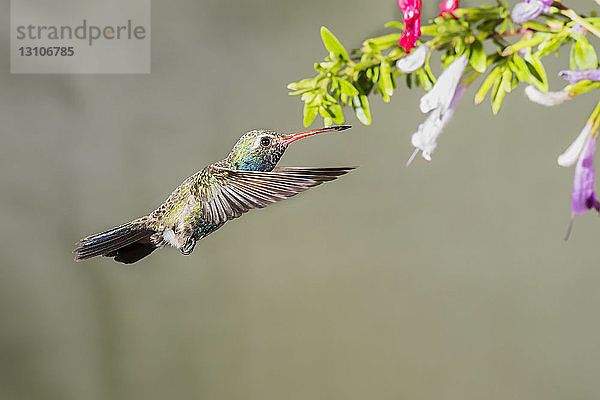 Breitschnabelkolibri (Cynanthus latirostris) im Anflug auf eine blühende Pflanze mit Blumen  aufgenommen mit Blitzlicht  Madera Canyon; Arizona  Vereinigte Staaten von Amerika