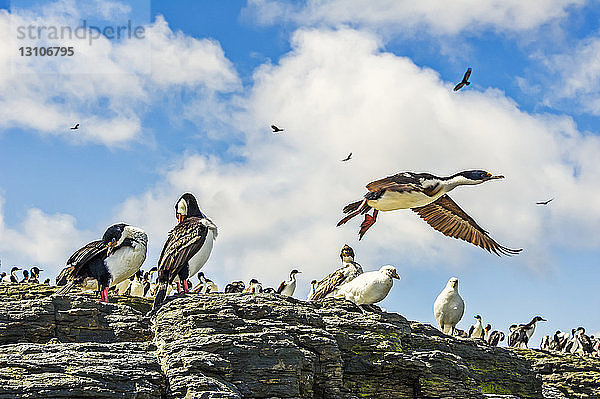 Kaiserscharbe (Leucocarbo atriceps) und eine Vielzahl anderer Vögel; Bleaker Island  Falklandinseln