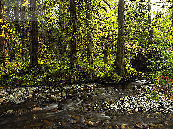 Regenwald am Nile Creek  in der Nähe von Campbell River; British Columbia  Kanada