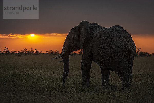 Afrikanischer Buschelefant (Loxodonta africana) läuft bei Sonnenuntergang zum Horizont  Maasai Mara National Reserve; Kenia