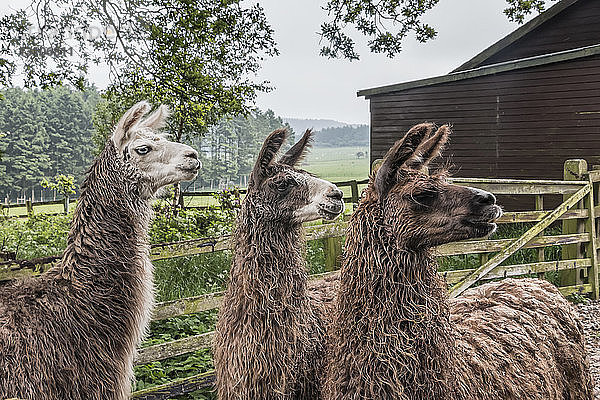 Drei Llamas  die alle in die gleiche Richtung schauen; Northumberland  England