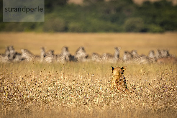 Löwe (Panthera leo) sitzt im langen Gras und beobachtet Zebras (Equus quagga)  Maasai Mara National Reserve; Kenia