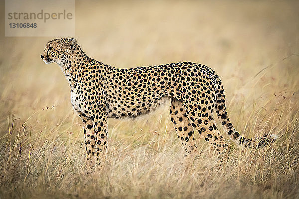 Gepard (Acinonyx jubatus) stehend im langen Gras im Profil  Maasai Mara National Reserve; Kenia