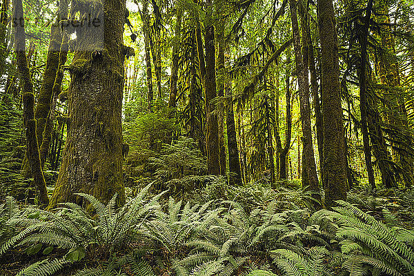 Moosbedeckte Bäume und Farne in einem Regenwald in der Nähe des Cowichan-Sees; British Columbia  Kanada
