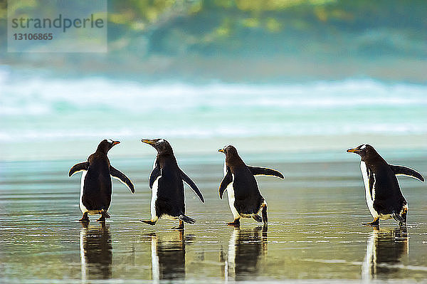 Eselspinguine (Pygoscelis papua) beim Spaziergang auf dem nassen Sand  The Neck; Saunder's Island  Falklandinseln