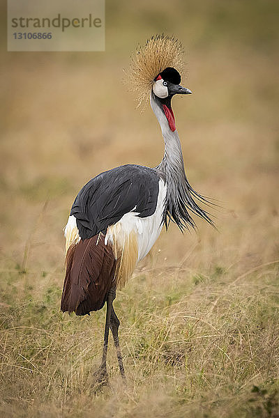 Graukronenkranich (Balearica regulorum) stehend im langen Gras  Maasai Mara National Reserve; Kenia