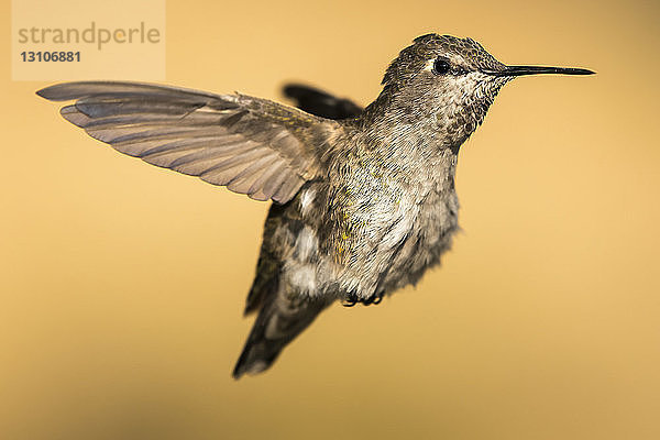 Kolibri im Flug  Cascade Siskiyou National Monument; Ashland  Oregon  Vereinigte Staaten von Amerika