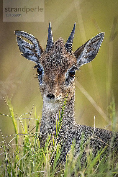 Nahaufnahme von Kirk's Diddik (Madoqua kirkii) im Gras  Maasai Mara National Reserve; Kenia