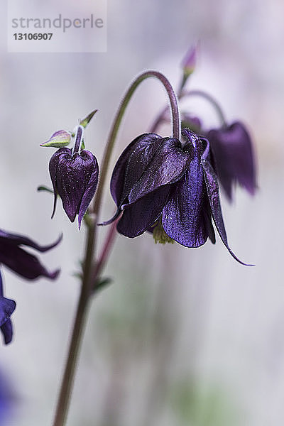 Akelei (Aquilegia) blüht in einem Garten in Oregon; Astoria  Oregon  Vereinigte Staaten von Amerika