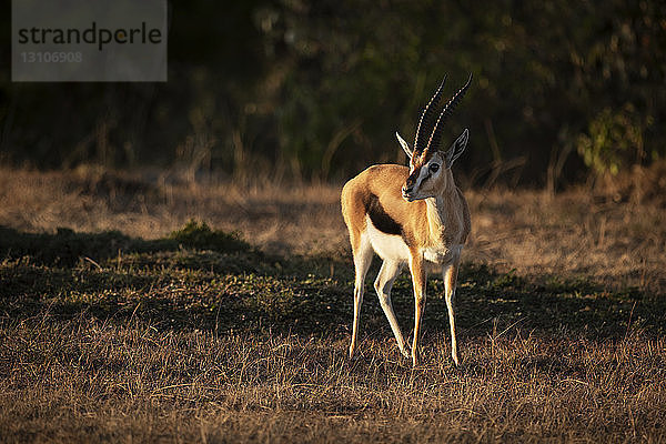 Thomson-Gazelle (Eudorcas thomsonii) steht in der Savanne und schaut in die Kamera  Maasai Mara National Reserve; Kenia