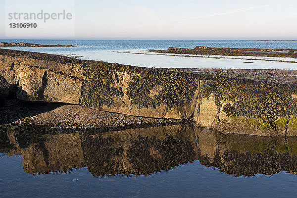 Seegras auf Felsen  das sich in einem Teich spiegelt  Ostküste von Northumberland; Newton by the Sea  Northumberland  England