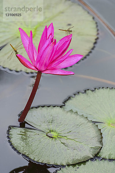 Libelle  die sich auf einer blühenden Fuchsien-Lotuspflanze (Nelumbo) ausruht; Udon Thani  Thailand