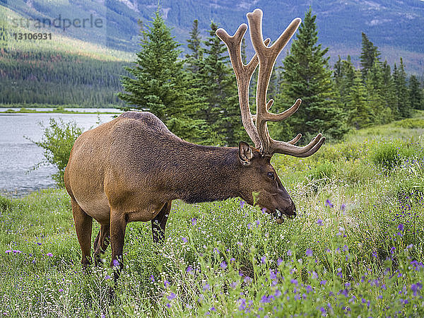 Hirsche grasen in Wildblumen am Rande eines Flusses  Jasper National Park; Jasper  Alberta  Kanada