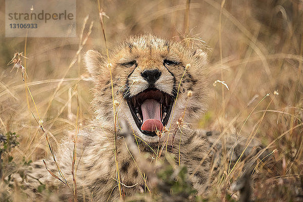 Gepardenjunge (Acinonyx jubatus) gähnt mit weit geöffnetem Maul  Maasai Mara National Reserve; Kenia