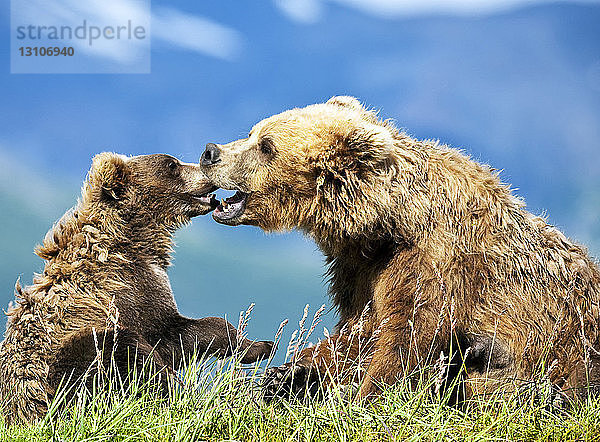 Kodiakbären (Ursus arctos middendorffi)  Sau und Jungtier sitzen im Gras an einem Berghang und spielen miteinander  Katmai National Park; Alaska  Vereinigte Staaten von Amerika