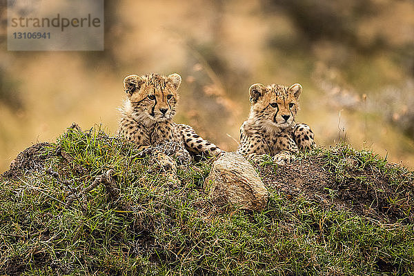 Zwei Gepardenjunge (Acinonyx jubatus) liegen auf einem Grashügel  Maasai Mara National Reserve; Kenia