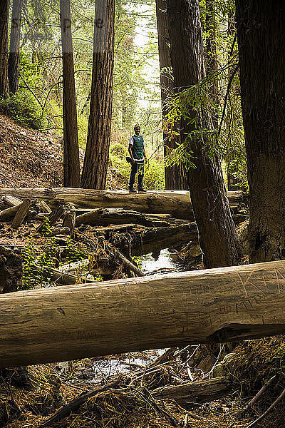 Ein Mann steht auf einem Baumstamm über einem Bach in einem Wald  Julia Pfeiffer Burns State Park; Kalifornien  Vereinigte Staaten von Amerika