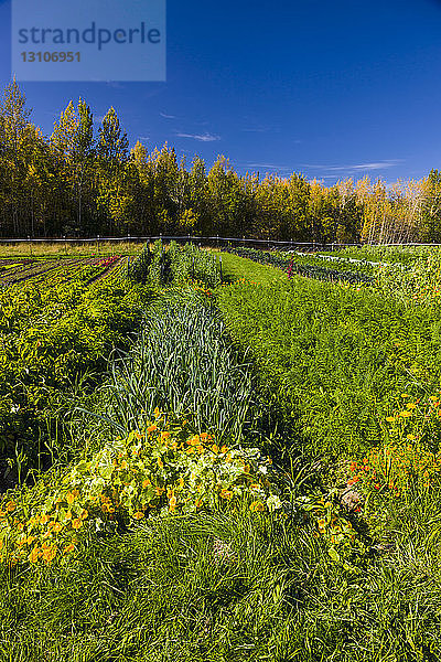 Karotten und anderes Gemüse wachsen auf einem Feld an einem sonnigen Tag; Palmer  Alaska  Vereinigte Staaten von Amerika