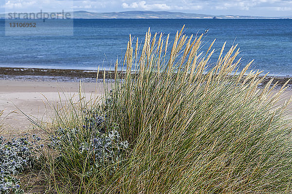 Hohe Gräser am Strand entlang der Küste; Castlegregory  Grafschaft Kerry  Irland